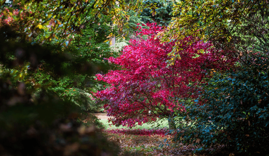 Arley Arboretum