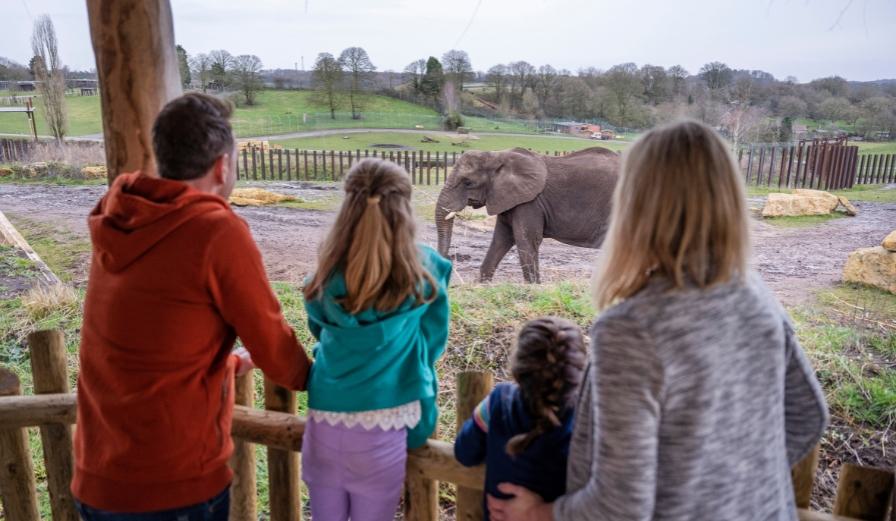 Photo of a family looking at an elephant