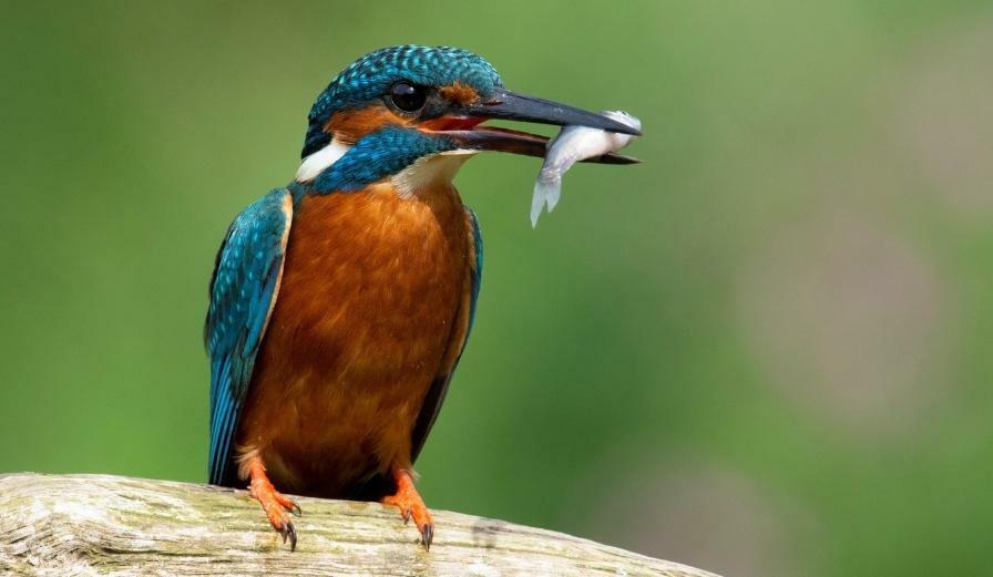 Photo of kingfisher with fish within its beak
