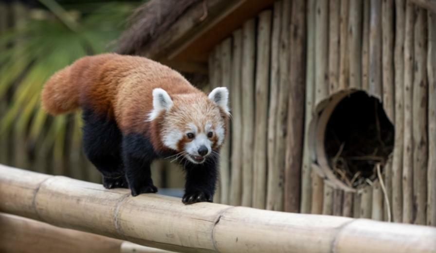 Photo of red panda walking along bamboo frame