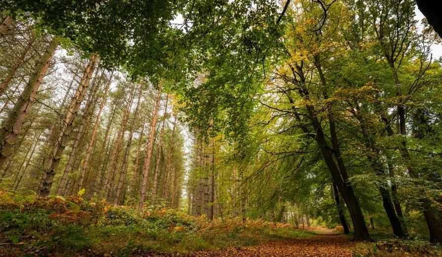 Photo of tree canopy during Autumn at Wyre Forest