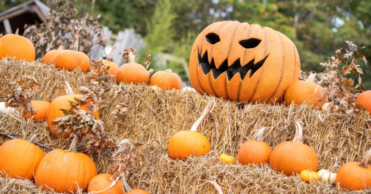 5 Halloween Activities In Worcestershire To Do Visit Worcestershire 5-halloween-activities-in-worcestershire-to-do-visit-worcestershire