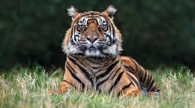A photo of a tiger sitting in the grass at West Midland Safari Park