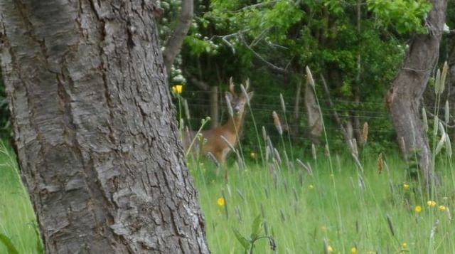 Deer in Wood