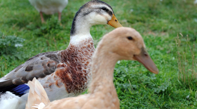 Luna Vintage Ducks x two