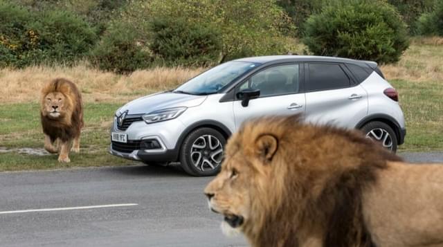 Photo of car going through lion enclosure at West Midland Safari Park