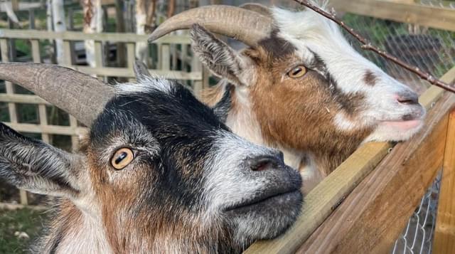 Photo of goats at St Peters Garden Centre
