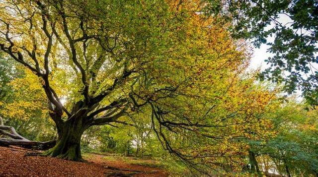 Photo of large oak tree in autumn blossom