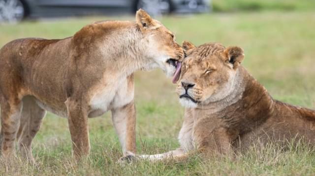 Photo of two lionesses at West Midland Safari with one licking another