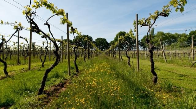 Photo of vines at Astley Vineyard 1