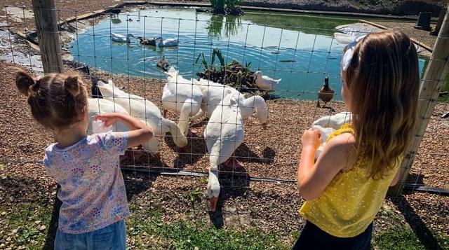 Photo of visitors feeding ducks at Attwell Farm Park