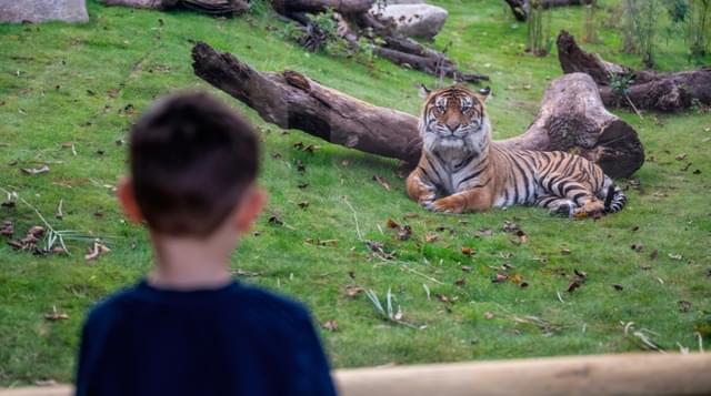 Photo of young child looking at tiger