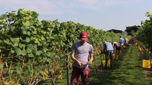 Picking the Reichensteiner September 2020