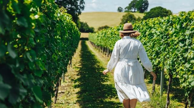 Visitors walking through a vineyard 1