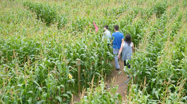The great worcester maize maze 2 915px