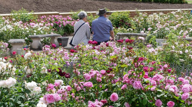 Rose Garden in bloom June 2018 Photo Credit Peter Young